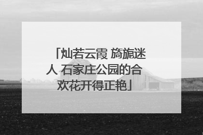 灿若云霞 旖旎迷人 石家庄公园的合欢花开得正艳
